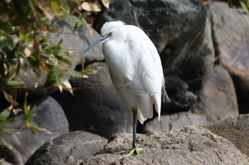 コサギ 明石公園 2024年2月4日(日)