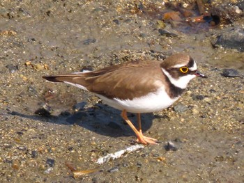 Little Ringed Plover 東糸根遊水池 Sat, 3/16/2024