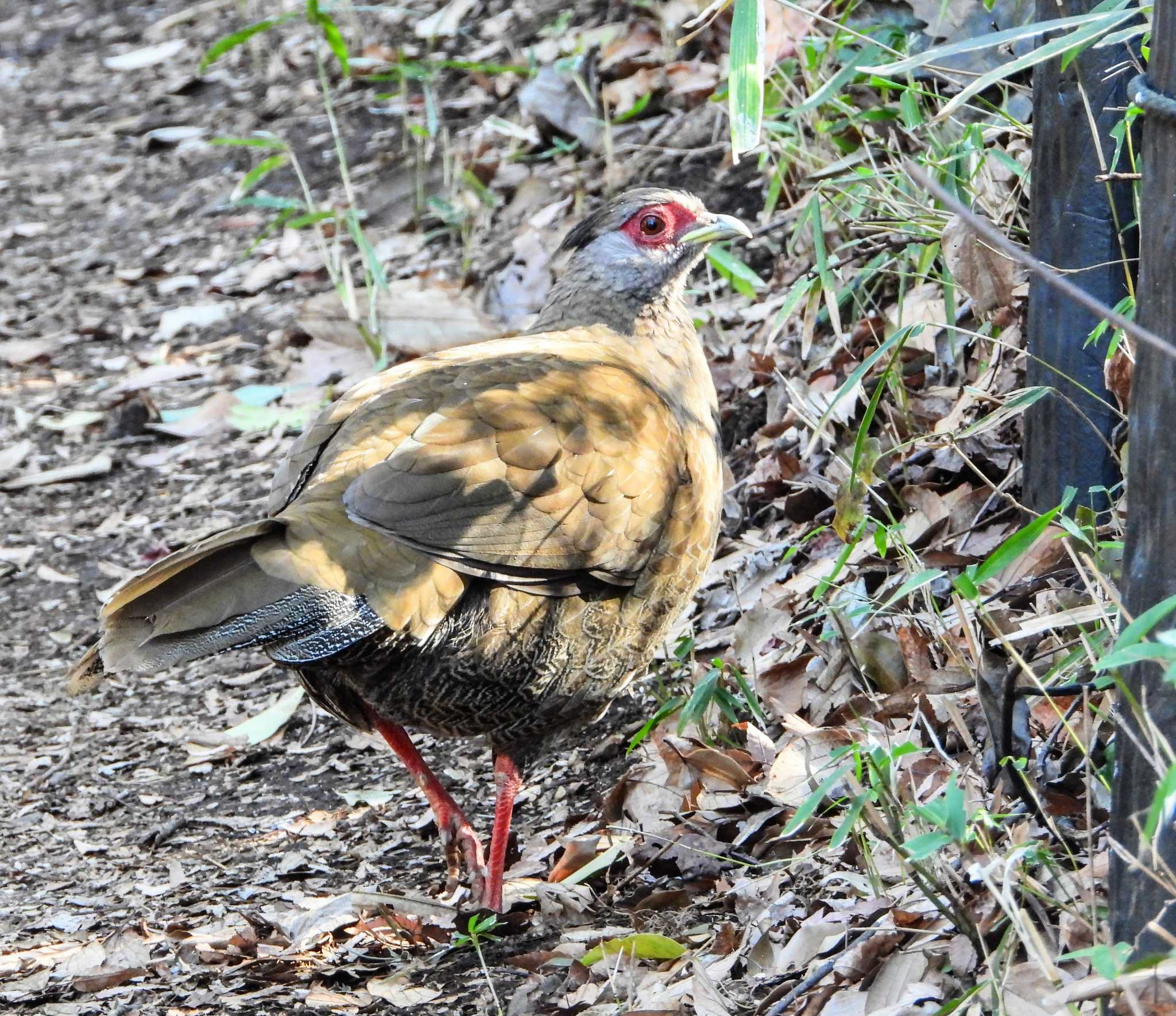 Photo of Silver Pheasant at  by サジタリウスの眼