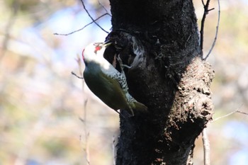 Japanese Green Woodpecker Kodomo Shizen Park Wed, 3/20/2024