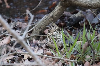 White's Thrush Kodomo Shizen Park Wed, 3/20/2024