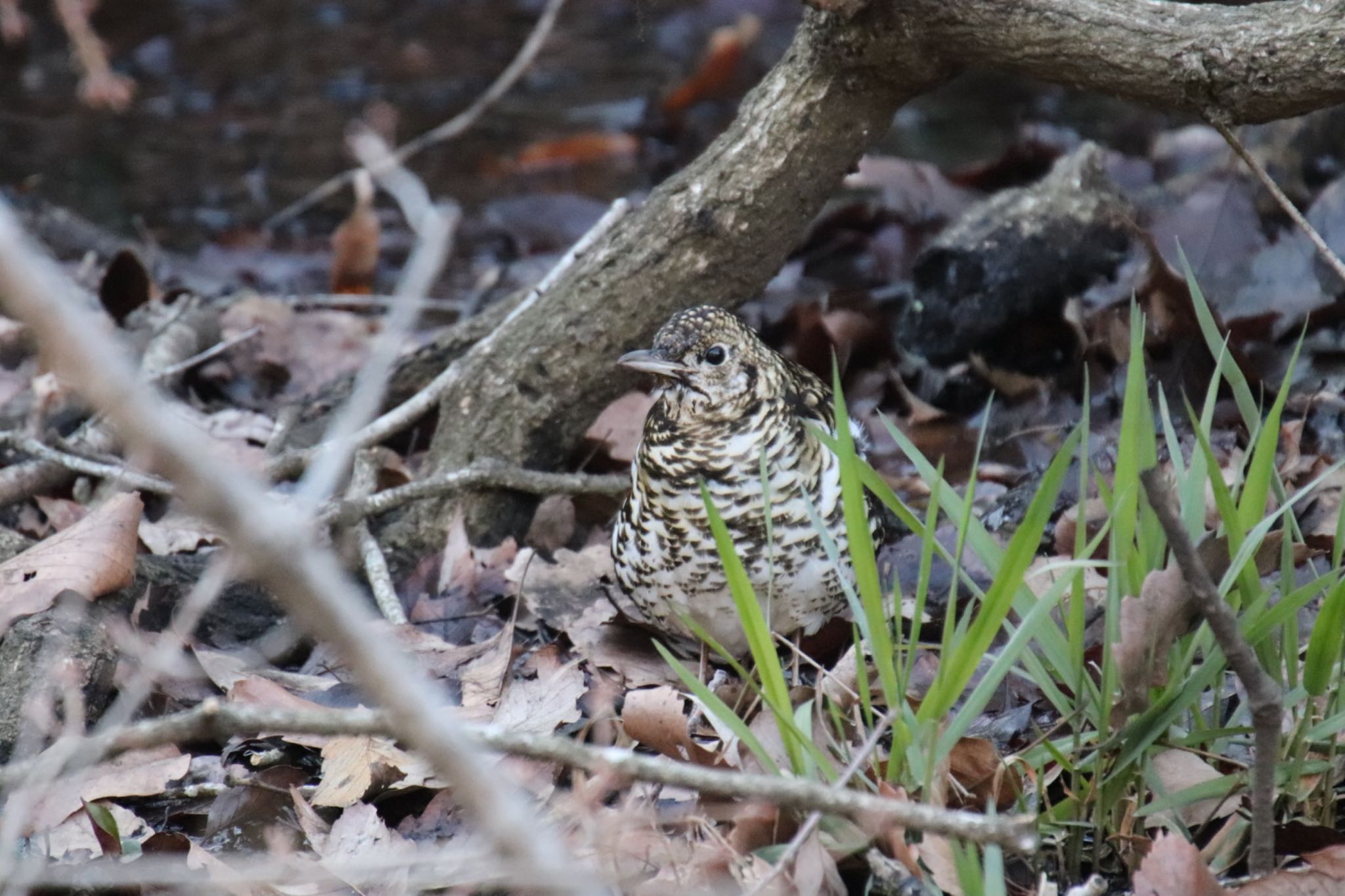 Photo of White's Thrush at Kodomo Shizen Park by Jiateng 三保