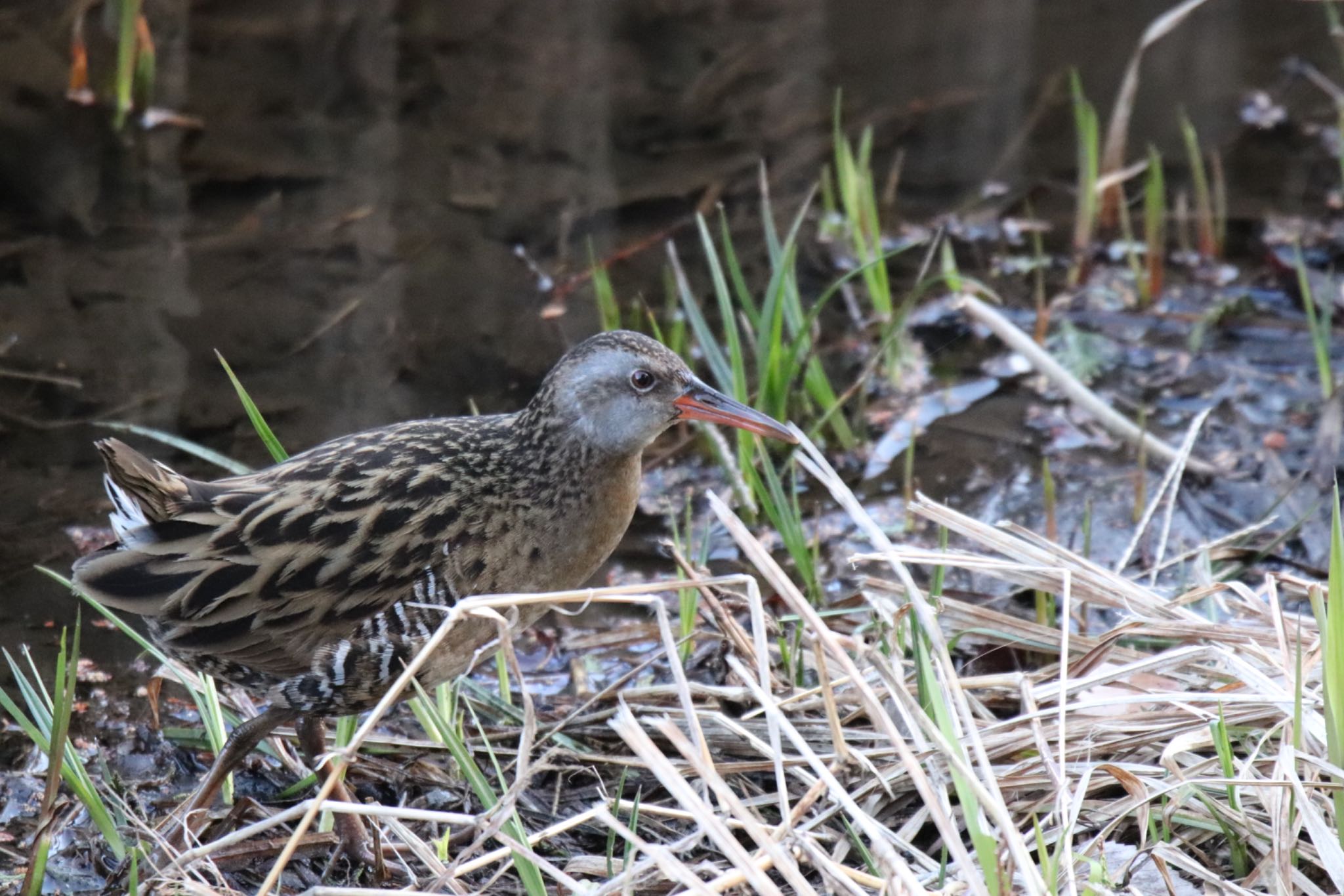 Photo of Brown-cheeked Rail at Kodomo Shizen Park by Jiateng 三保