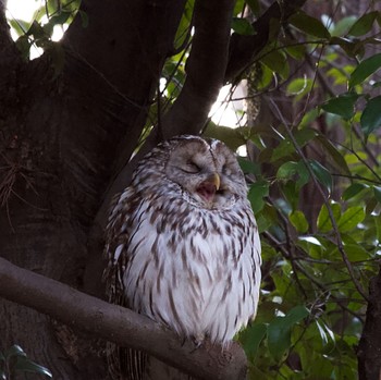 Ural Owl Unknown Spots Tue, 3/19/2024