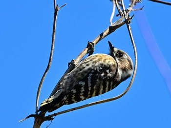 Japanese Pygmy Woodpecker 矢木羽湖 Sun, 3/10/2024
