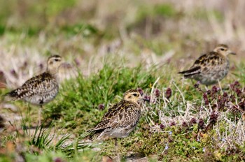 2024年3月19日(火) 稲敷市の野鳥観察記録