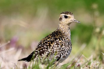 Pacific Golden Plover Inashiki Tue, 3/19/2024