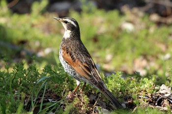 Dusky Thrush ふれあい松戸川 Sat, 3/16/2024