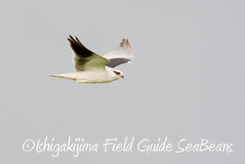 カタグロトビ 石垣島 2018年12月12日(水)