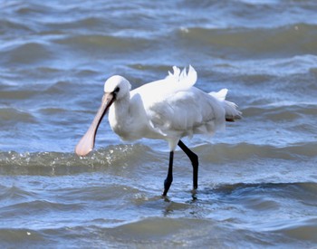 Eurasian Spoonbill Fujimae Tidal Flat Sat, 3/9/2024