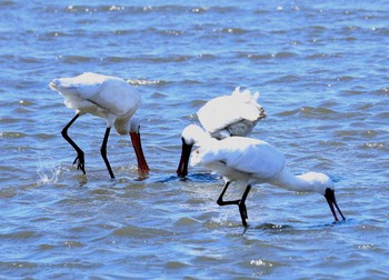 Black-faced Spoonbill Fujimae Tidal Flat Sat, 3/9/2024