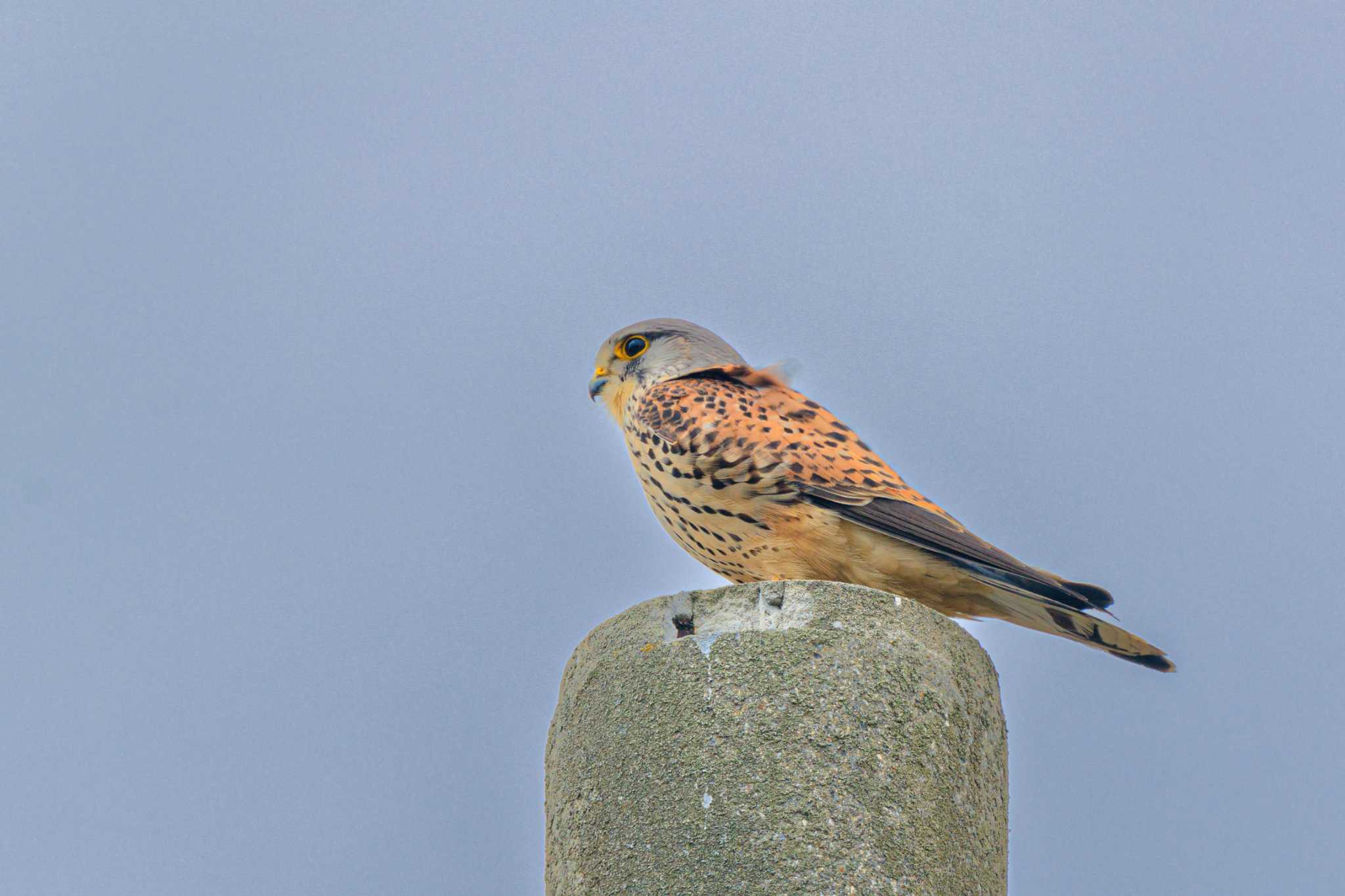 Photo of Common Kestrel at 神戸市西区岩岡町 by ときのたまお