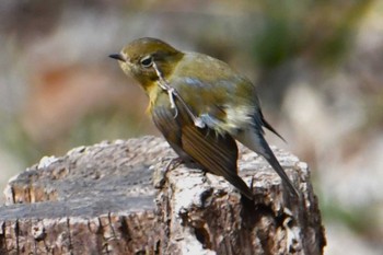 Red-flanked Bluetail Hikarigaoka Park Sat, 3/2/2024