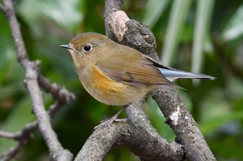 ルリビタキ 光が丘公園 2024年3月2日(土)