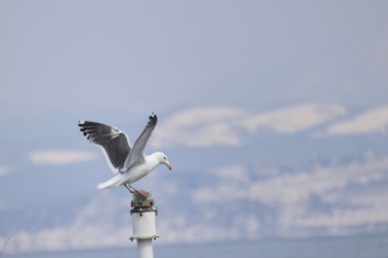 Slaty-backed Gull 石狩東埠頭 Fri, 3/15/2024