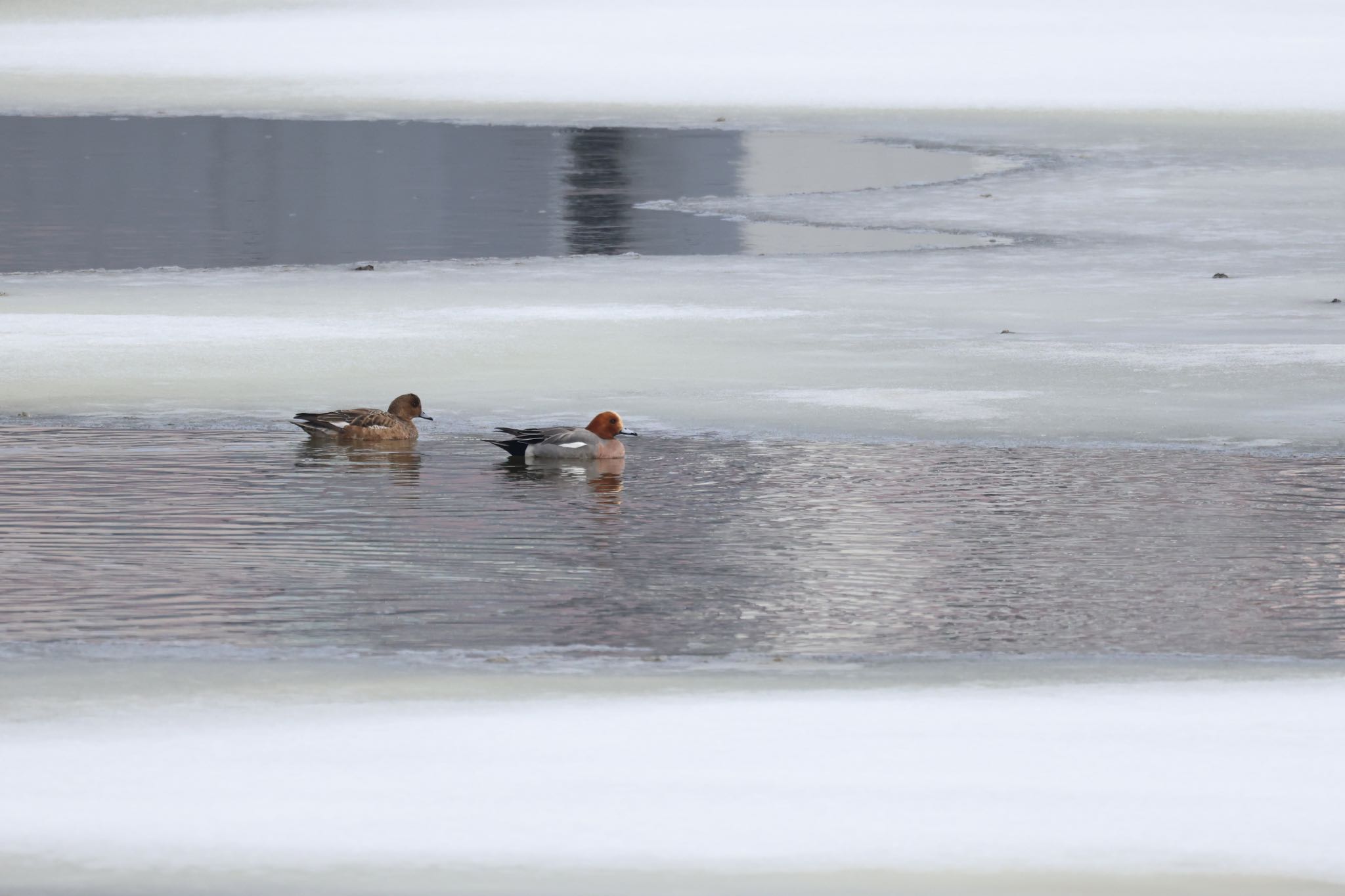 Photo of Eurasian Wigeon at 石狩東埠頭 by will 73