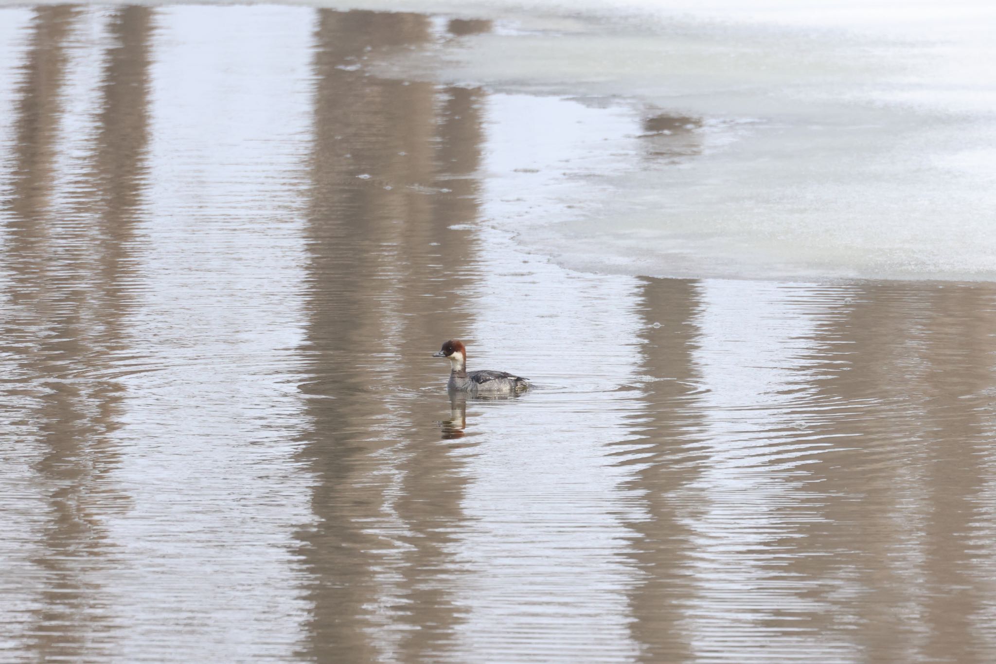 Photo of Smew at 石狩東埠頭 by will 73