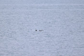 Greater Scaup 石狩東埠頭 Fri, 3/15/2024