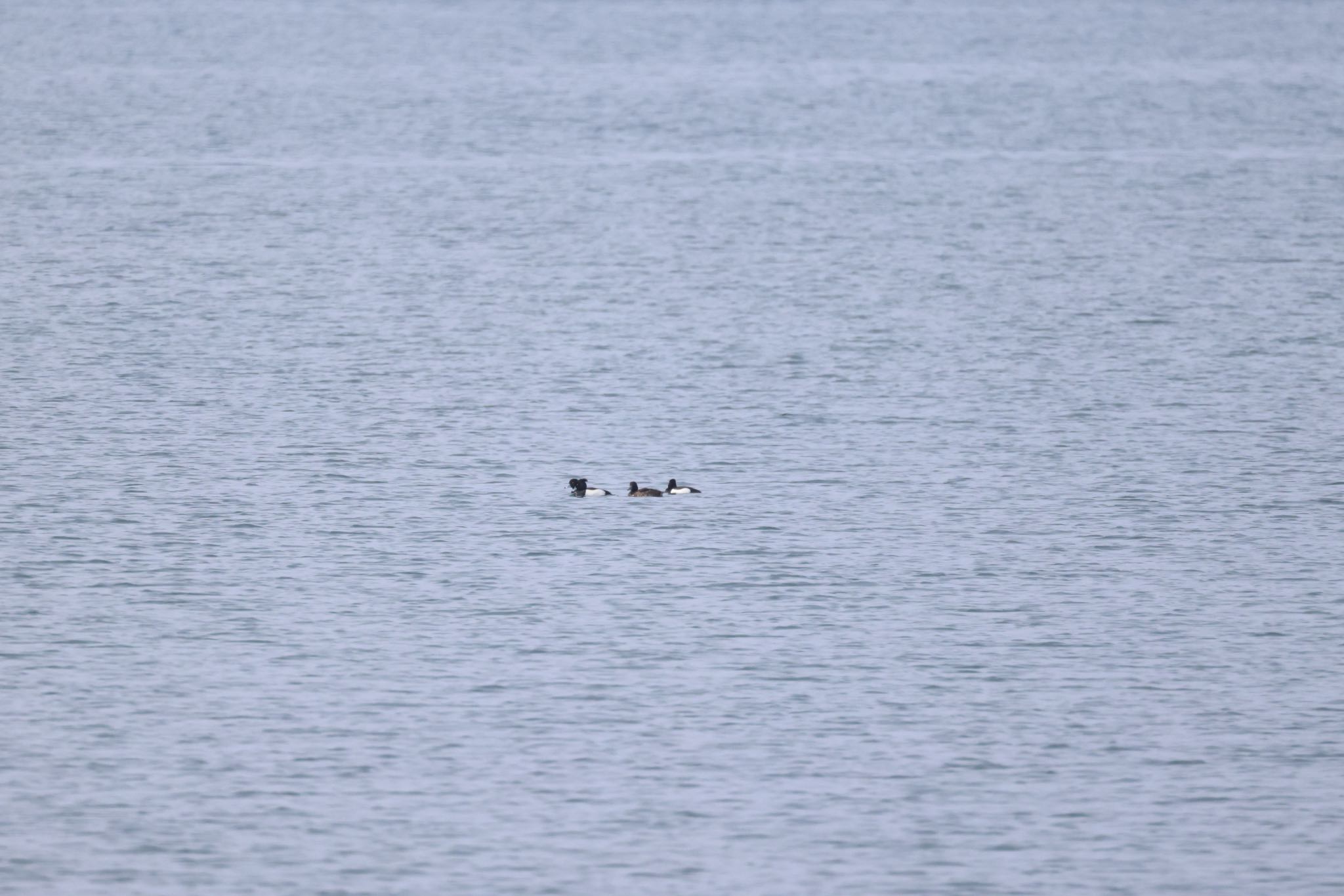 Photo of Greater Scaup at 石狩東埠頭 by will 73