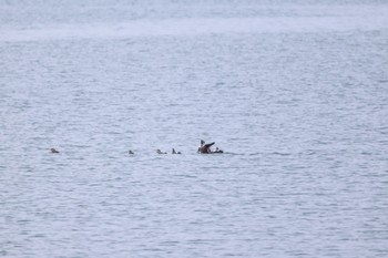 Harlequin Duck 石狩東埠頭 Fri, 3/15/2024