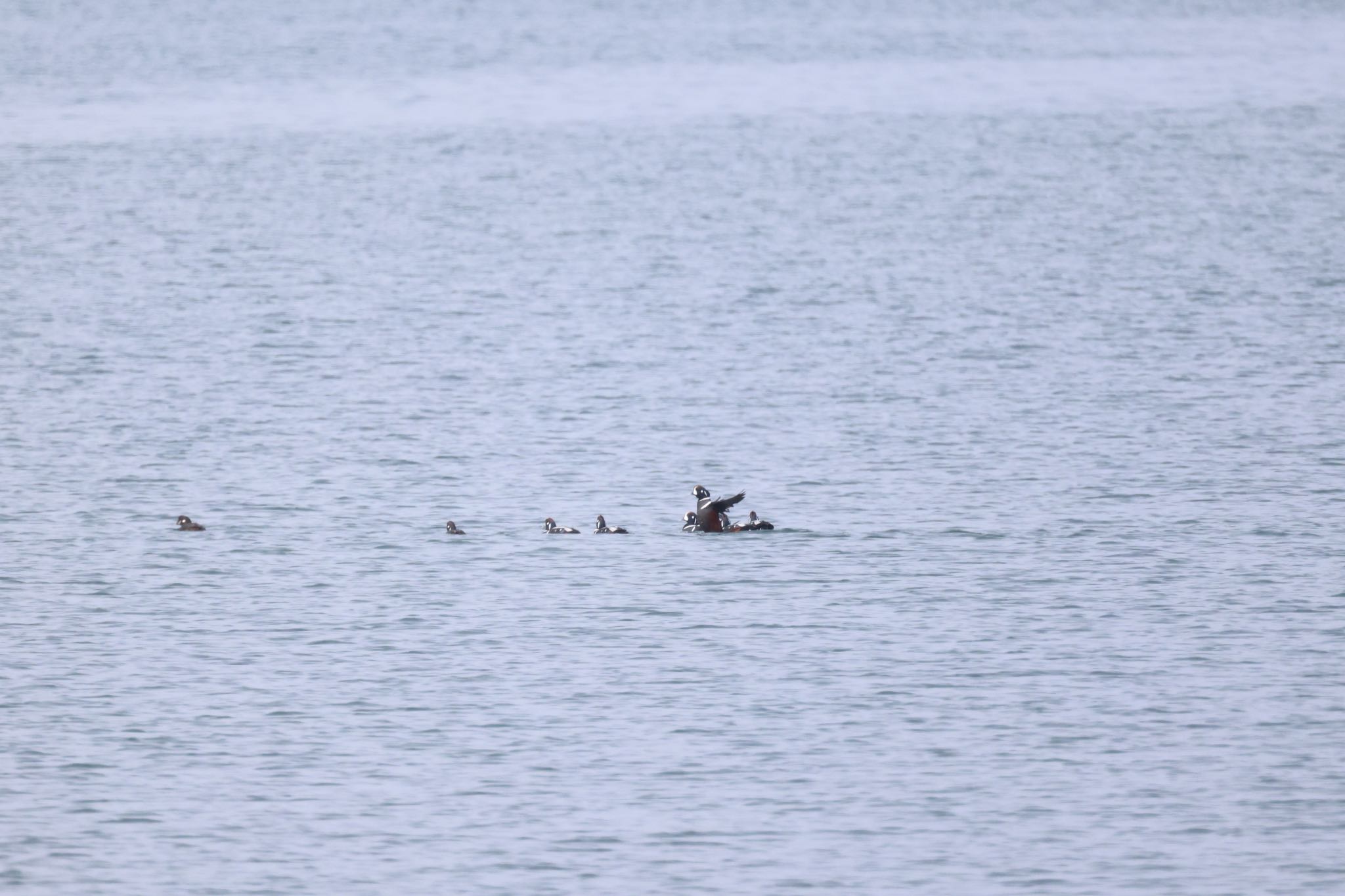 Photo of Harlequin Duck at 石狩東埠頭 by will 73