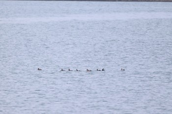 Harlequin Duck 石狩東埠頭 Fri, 3/15/2024