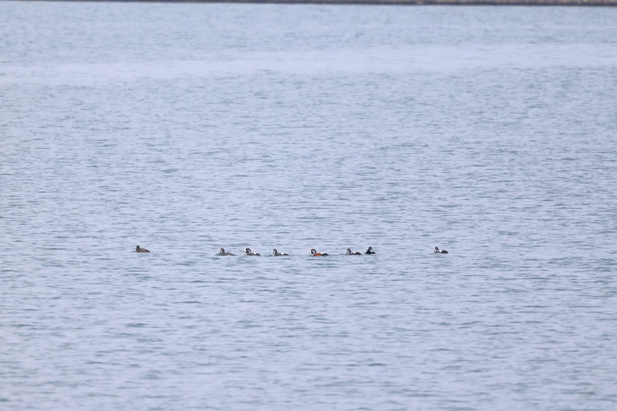 Photo of Harlequin Duck at 石狩東埠頭 by will 73