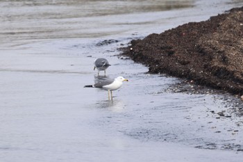 Black-tailed Gull 石狩東埠頭 Fri, 3/15/2024