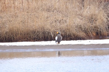 Steller's Sea Eagle 厚真川河口 Tue, 3/19/2024