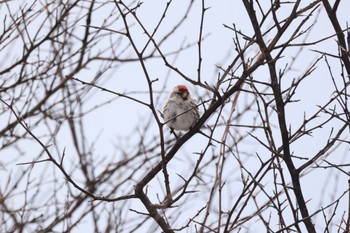 Common Redpoll 厚真川河口 Tue, 3/19/2024