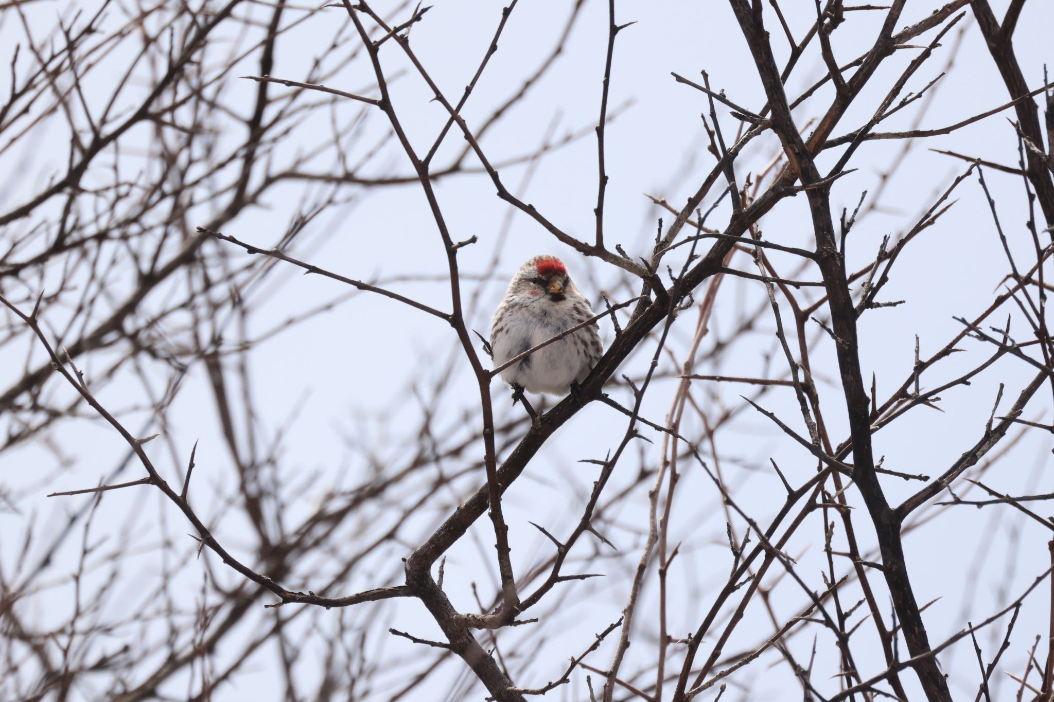 Common Redpoll