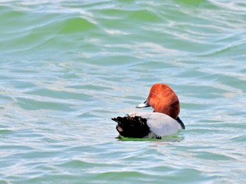 Common Pochard 清水漁港 Sun, 3/17/2024