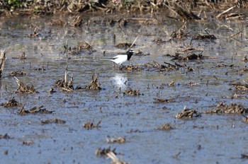 Japanese Wagtail North Inba Swamp Sun, 2/11/2024