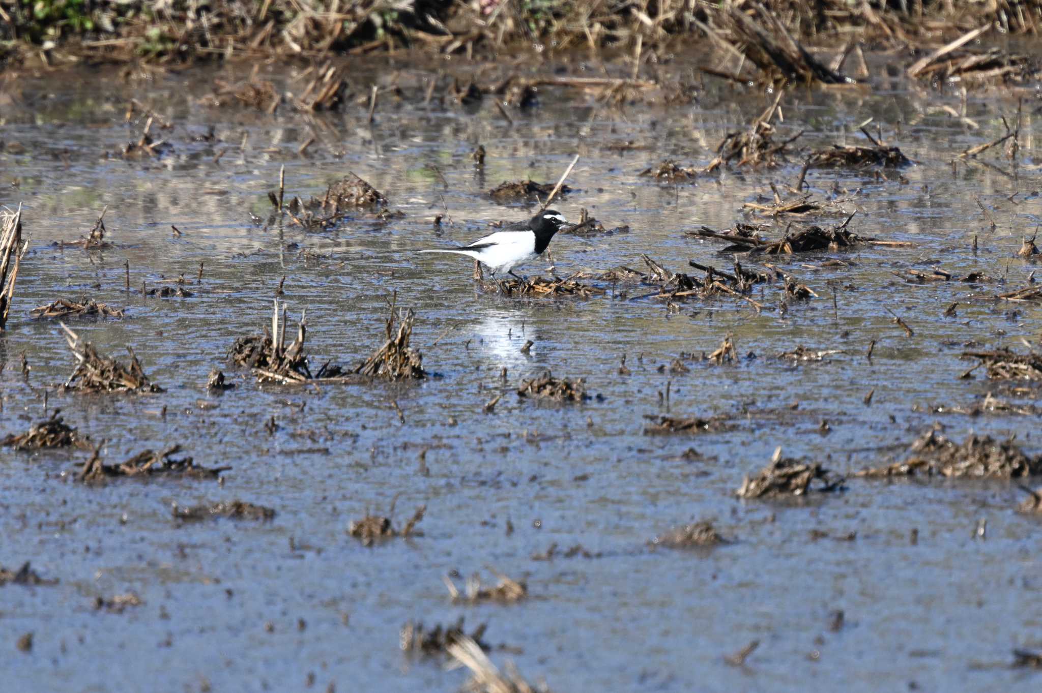 Japanese Wagtail