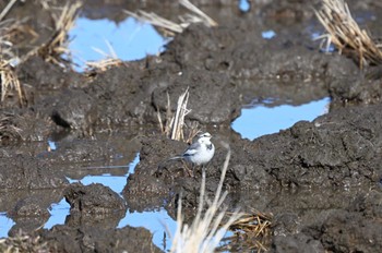 White Wagtail North Inba Swamp Sun, 2/11/2024