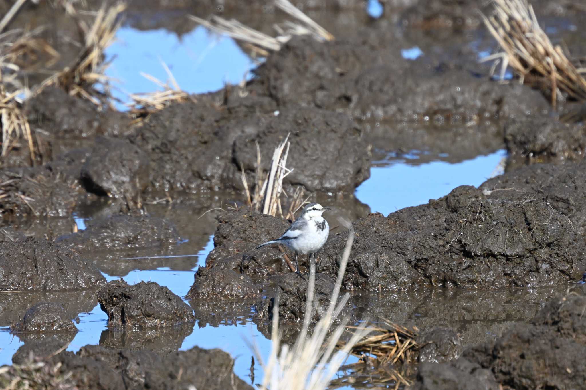 White Wagtail