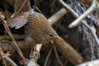 2024年3月17日(日) 日向渓谷の野鳥観察記録