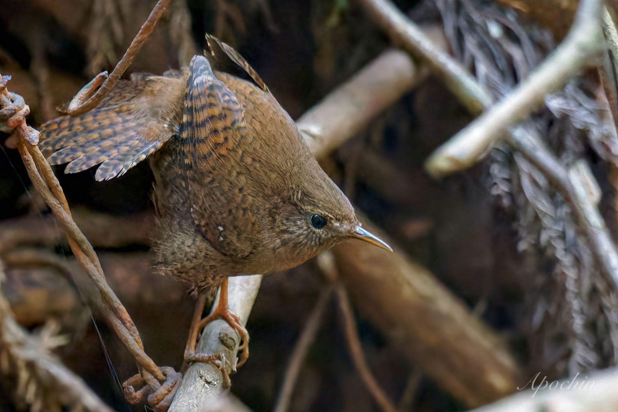 Photo of Eurasian Wren at 日向渓谷 by アポちん