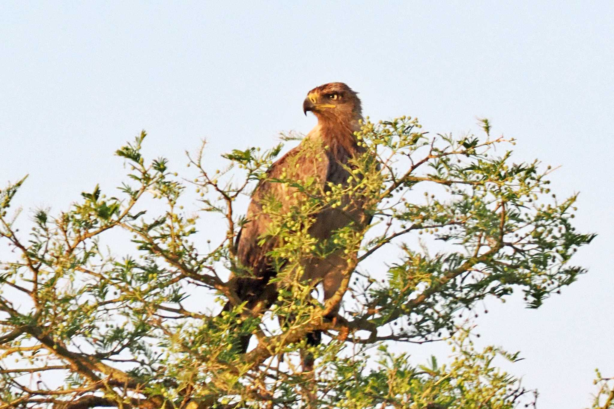 Photo of Tawny Eagle at ウガンダ by 藤原奏冥