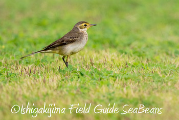 Citrine Wagtail Ishigaki Island Wed, 12/12/2018