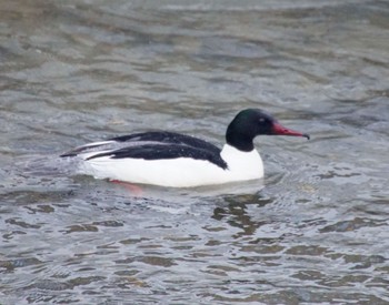 Common Merganser 真駒内川 Wed, 3/20/2024