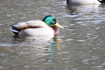 マガモ 北大研究林(北海道大学苫小牧研究林) 2024年3月19日(火)