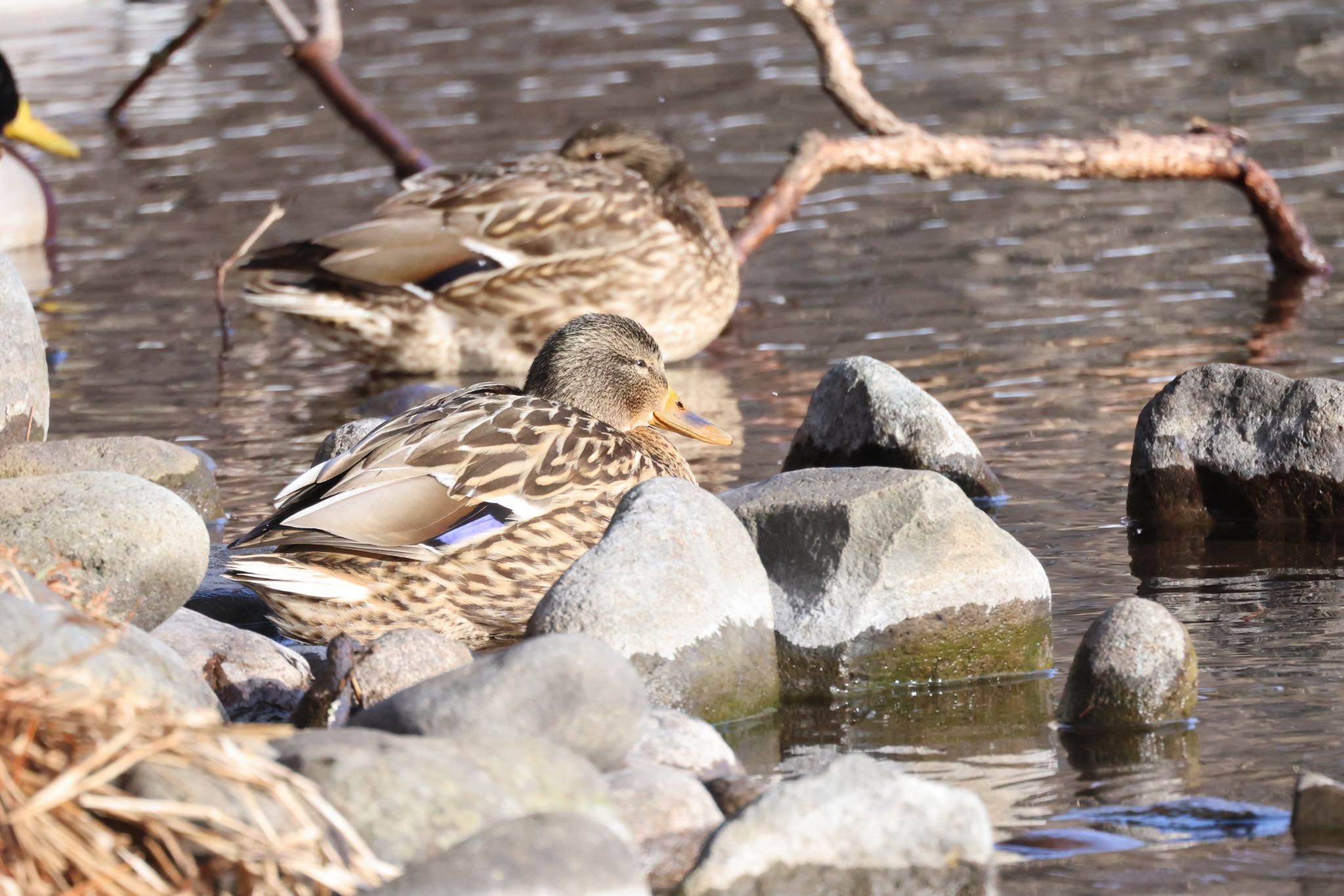 Photo of Mallard at Tomakomai Experimental Forest by will 73