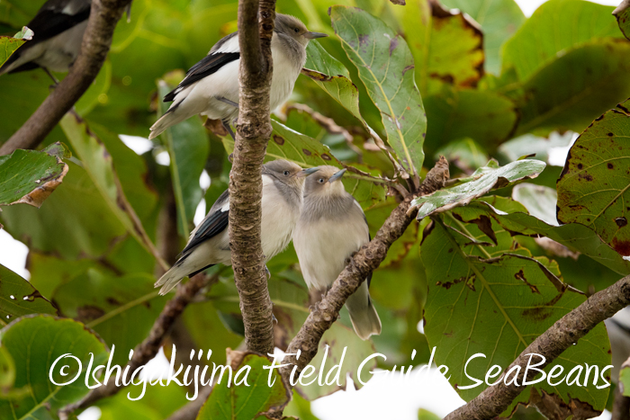 石垣島 カラムクドリの写真 by 石垣島バードウオッチングガイドSeaBeans