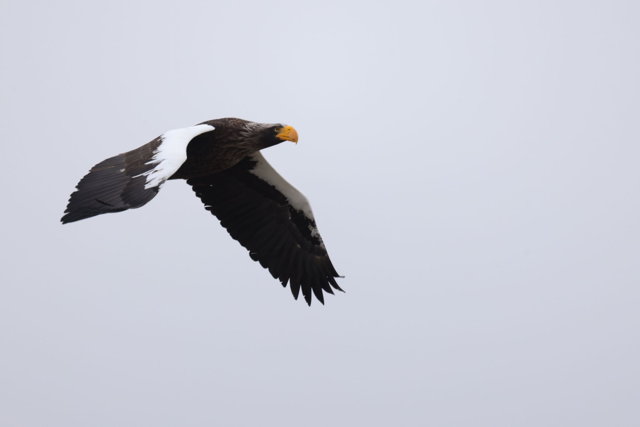 Steller's Sea Eagle