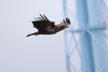 White-tailed Eagle 浜厚真野原公園 Tue, 3/19/2024