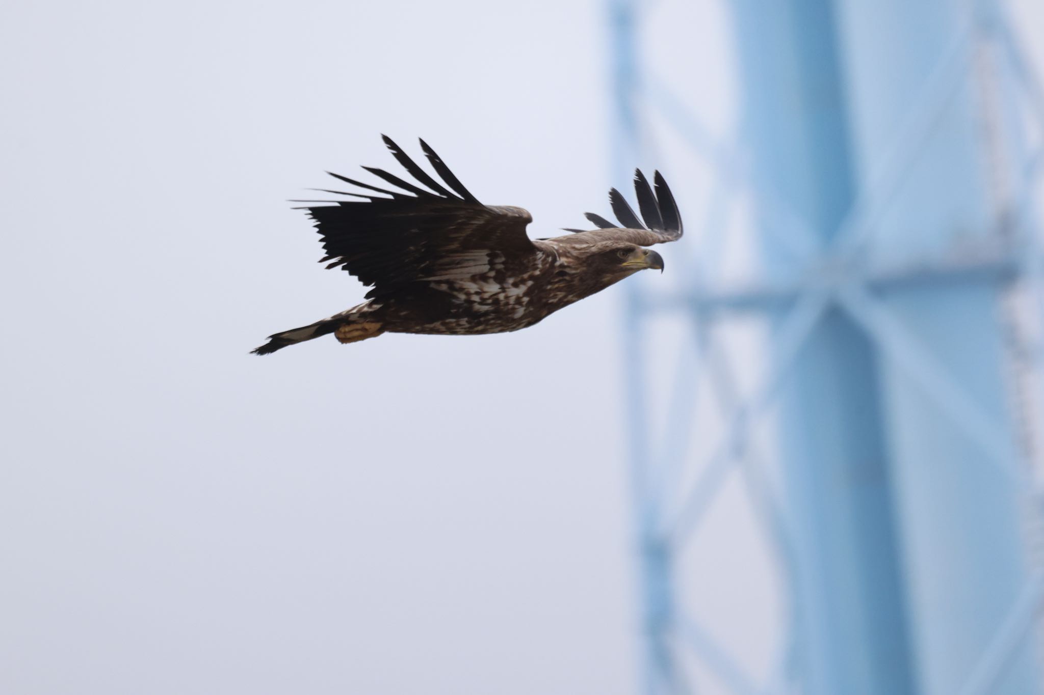 Photo of White-tailed Eagle at 浜厚真野原公園 by will 73