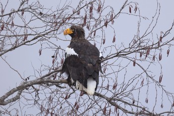 2024年3月19日(火) 浜厚真野原公園の野鳥観察記録