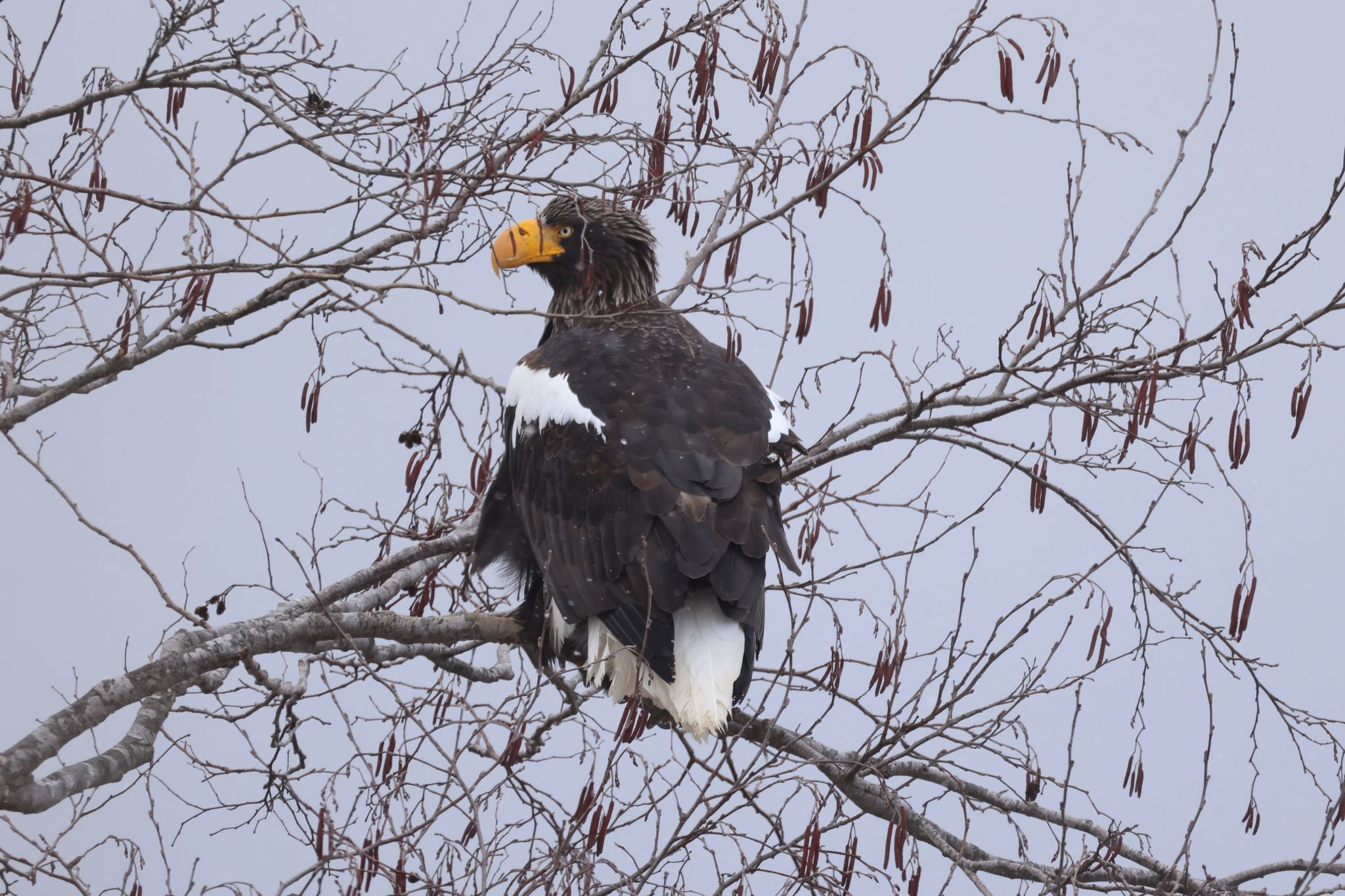 Photo of Steller's Sea Eagle at 浜厚真野原公園 by will 73