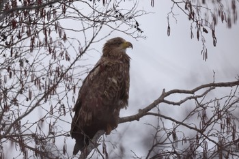 White-tailed Eagle 浜厚真野原公園 Tue, 3/19/2024